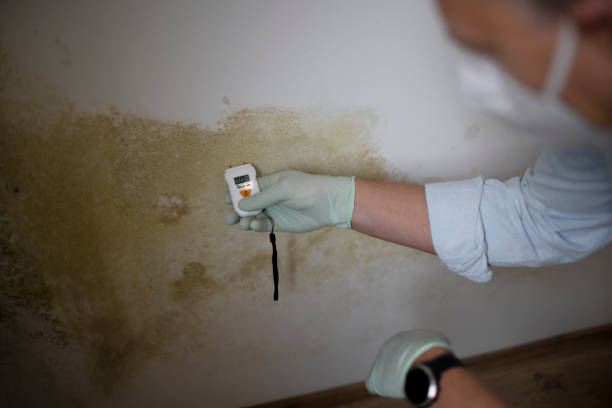 Trusted Manchester Center, VT Mold Removal Experts